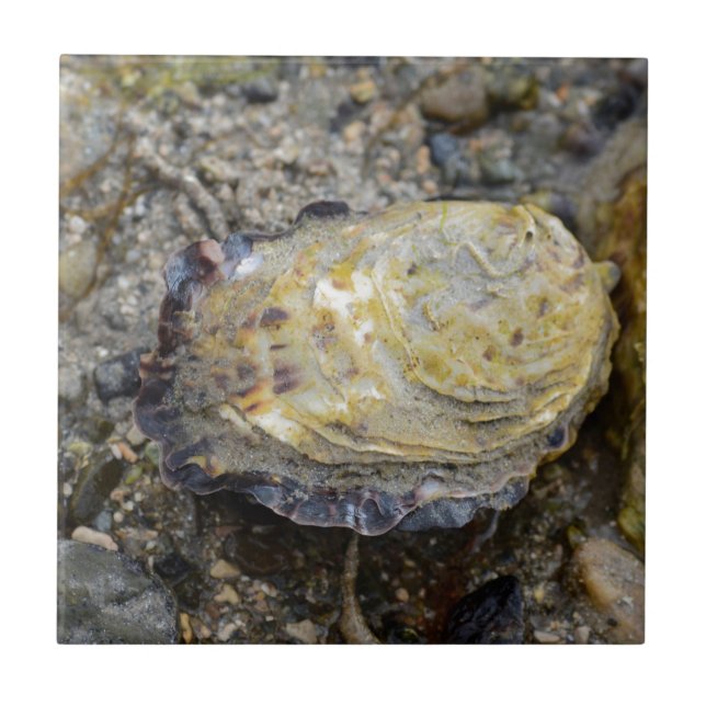 Oyster shell tile (Front)
