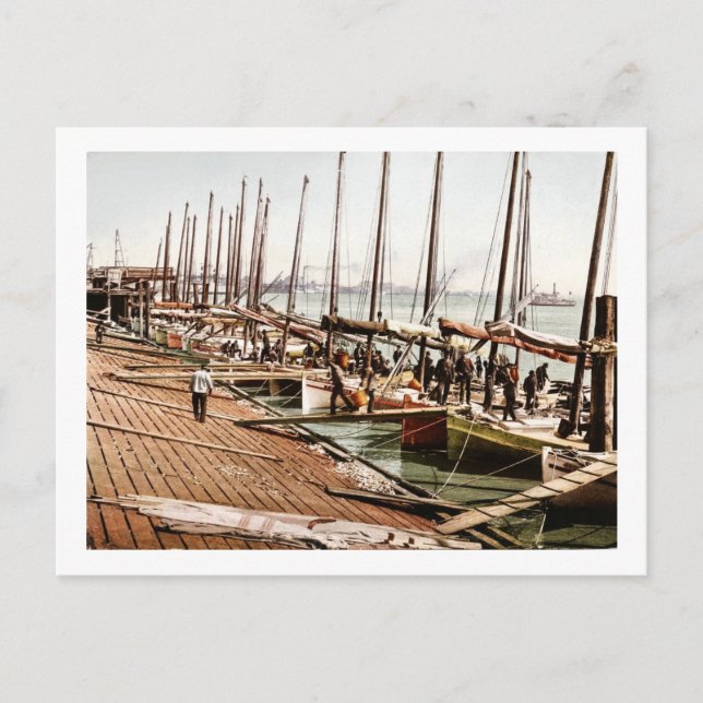 Oyster Smacks at the Levee New Orleans 1900 Postcard (Front)