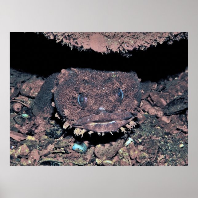 Oyster Toadfish Poster (Front)