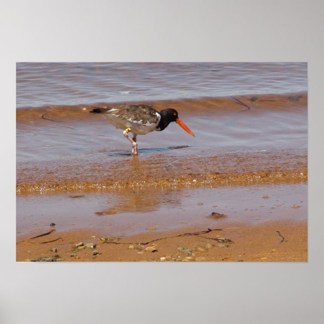Oystercatcher at Chappaquiddick Island Beach Poster (Front)
