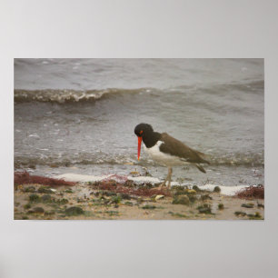 Oystercatcher Bird Photo Poster
