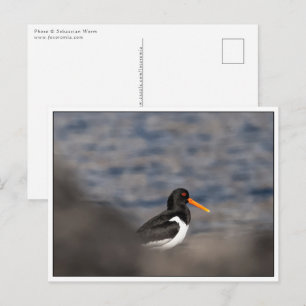 Oystercatcher Nature Photo Postcard