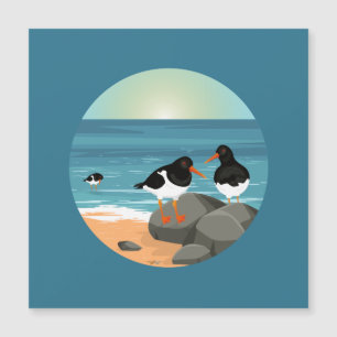 Oystercatcher on the coast