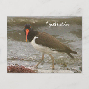 Oystercatcher Photo Postcard