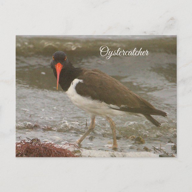 Oystercatcher Photo Postcard (Front)