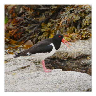 Oystercatcher Poster