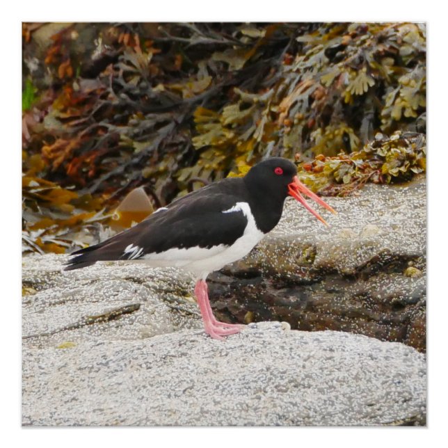 Oystercatcher Poster (Front)