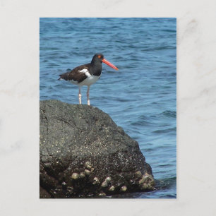 Oystercatcher Shorebird Postcard