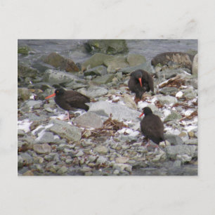 Oystercatchers on the Shore, Unalaska Island Postcard