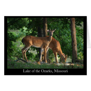Ozark Deer (Title)
