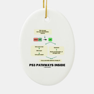 P53 Pathways Inside (Cell Molecular Biology) Ceramic Ornament