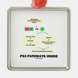 P53 Pathways Inside (Cell Molecular Biology) Metal Ornament