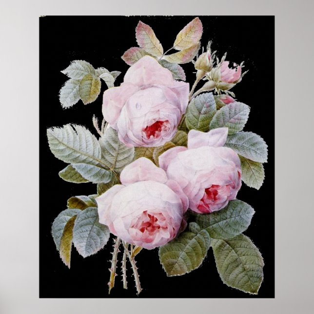 P.J. Redoute Bourbon Rose Bouquet on Black Poster (Front)