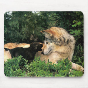 p-Wolves_Bay_Street_Cal2001 Mouse Pad