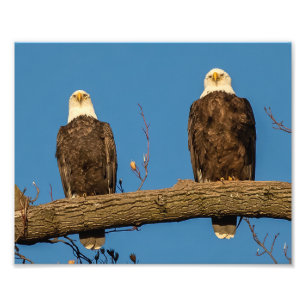 Pa And Ma Eagle Photo Print