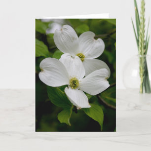 PA Wildflowers - Dogwood Notecard