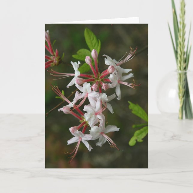 PA Wildflowers - Wild Azalea Notecard (Front)