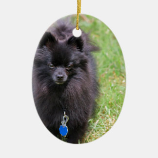 Pablo the Pomeranian Ceramic Ornament