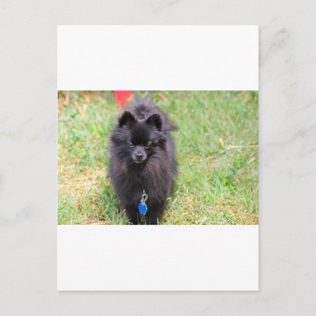 Pablo the Pomeranian Postcard (Front)