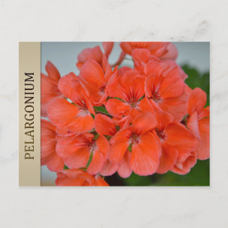 PAC Bergpalais Pelargonium Postcard