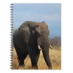 Pachyderm Notebook
