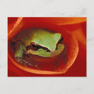 Pacific Chorus frog in dahlia. Credit as: Postcard