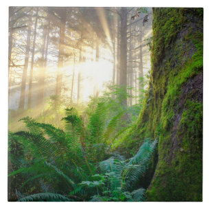 Pacific Coast Forest, Oregon Ceramic Tile
