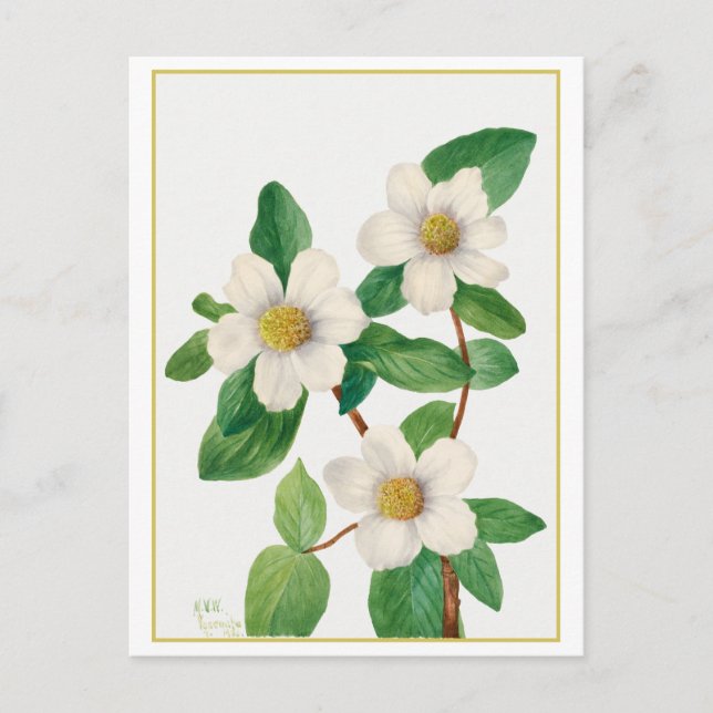 Pacific Dogwood Vintage Botanical Illustration Postcard (Front)