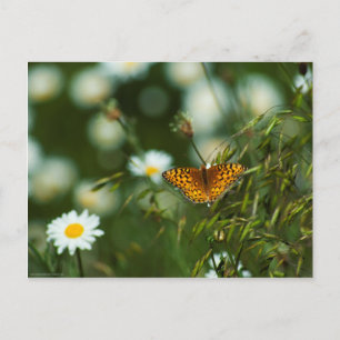 Pacific Fritillary Butterfly Postcard