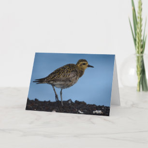Pacific Golden Plover Holiday Card