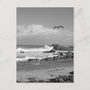 Pacific Grove Storm in Black & White Postcard