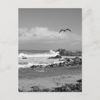 Pacific Grove Storm in Black & White Postcard