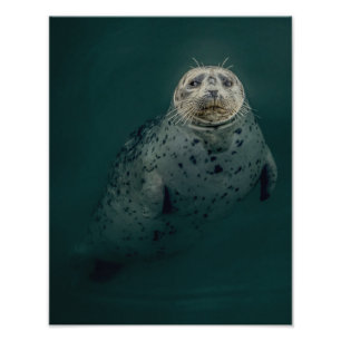 Pacific Harbor Seal Photo Print