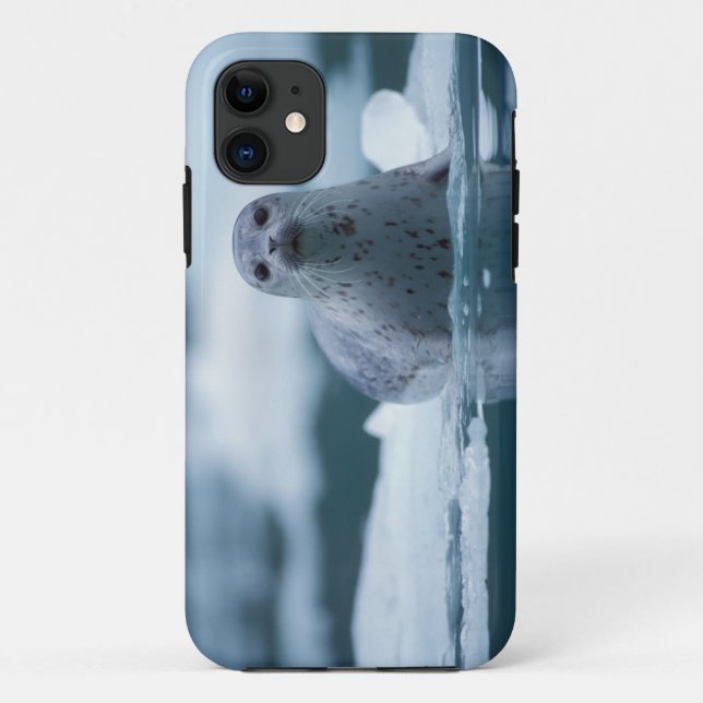 pacific harbour seal, Phoca vitulina richardsi Case-Mate iPhone Case (Back)