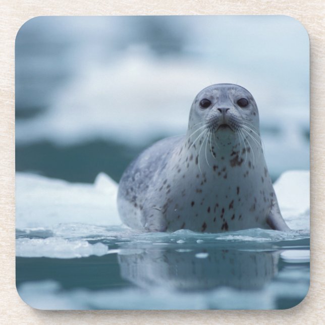pacific harbour seal, Phoca vitulina richardsi Coaster (Front)