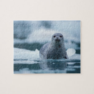 pacific harbour seal, Phoca vitulina richardsi Jigsaw Puzzle