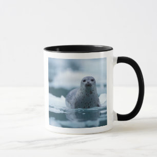 pacific harbour seal, Phoca vitulina richardsi Mug