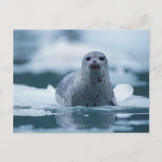 pacific harbour seal, Phoca vitulina richardsi Postcard (Front)