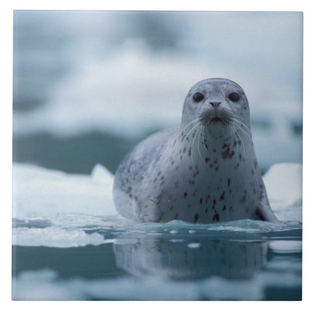 pacific harbour seal, Phoca vitulina richardsi Tile (Front)