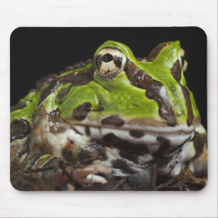 Pacific Horned Frog Ceratophrys stolzmanni) Mouse Pad