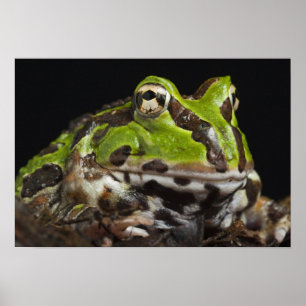 Pacific Horned Frog Ceratophrys stolzmanni) Poster