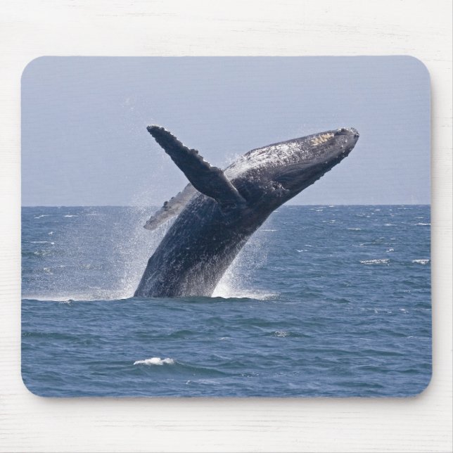 Pacific Humpback Whale... Mouse Pad (Front)