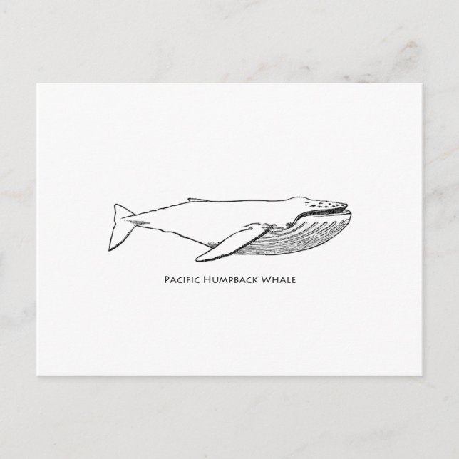 Pacific Humpback Whale Postcard (Front)