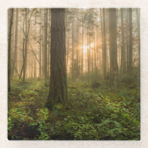 Pacific Northwest Forest Foggy Morning Glass Coaster