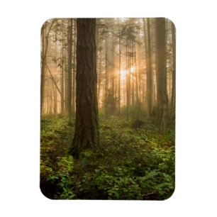 Pacific Northwest Forest Foggy Morning Magnet