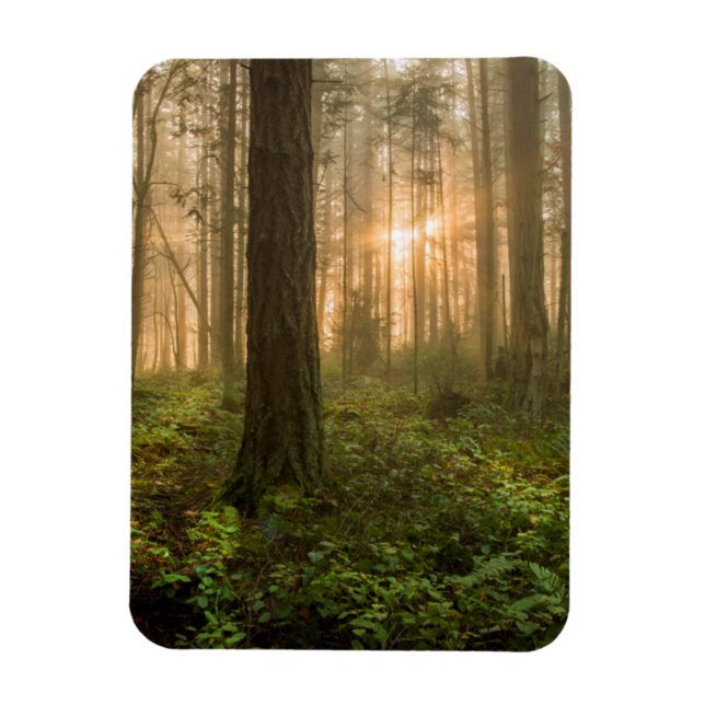 Pacific Northwest Forest | Foggy Morning Magnet (Vertical)