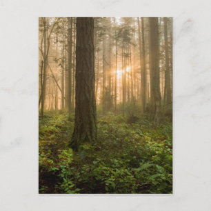 Pacific Northwest Forest   Foggy Morning Postcard
