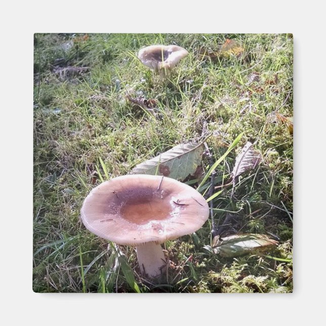 Pacific Northwest Russula Mushroom Magnet (Front)