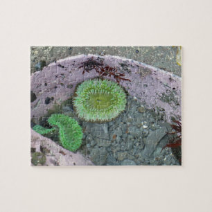 Pacific Northwest Tidepool with Green Anenomes Jigsaw Puzzle