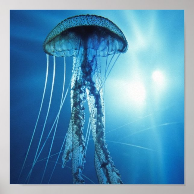 Pacific_Ocean_Jellyfish Poster (Front)